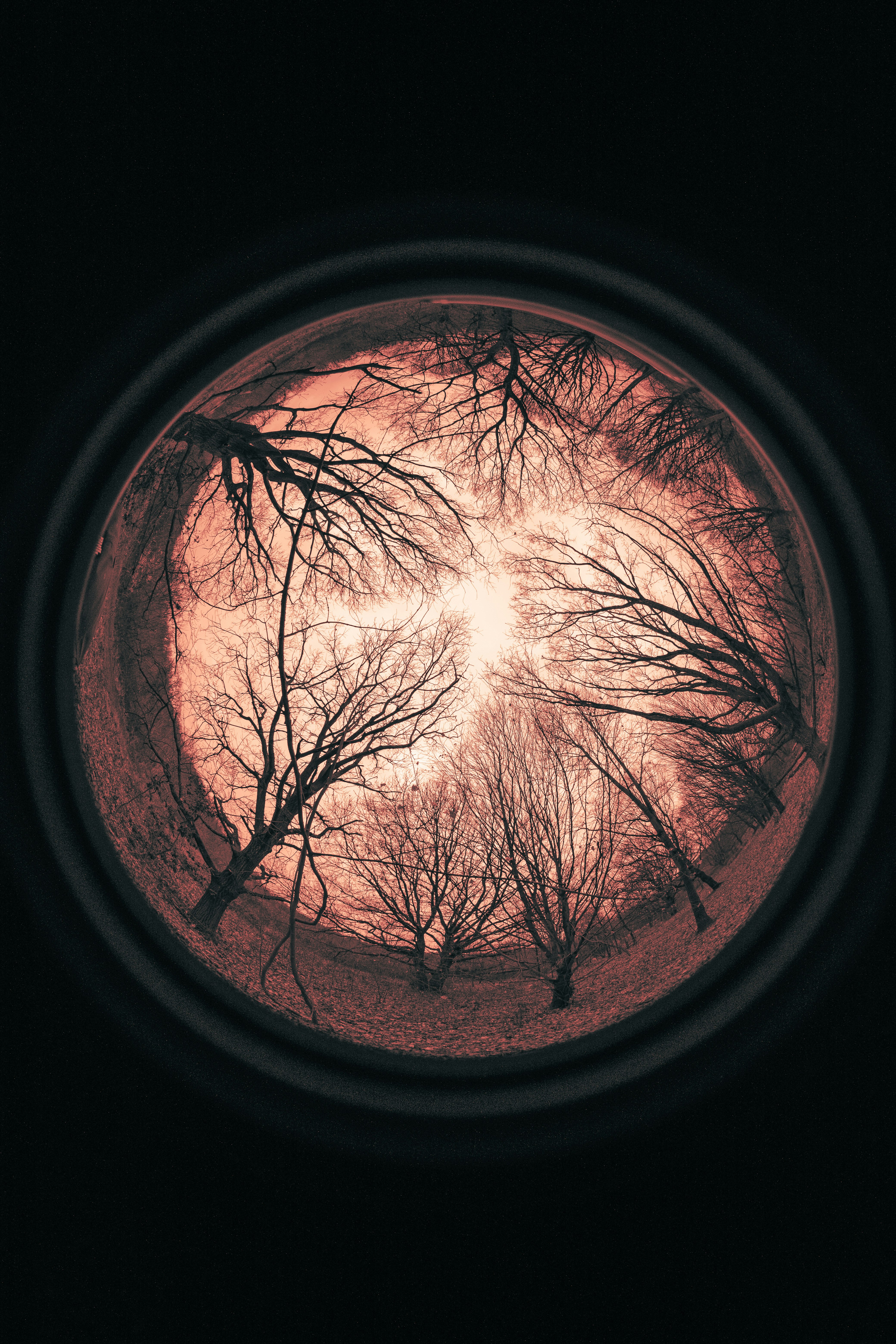 bare trees in black round hole